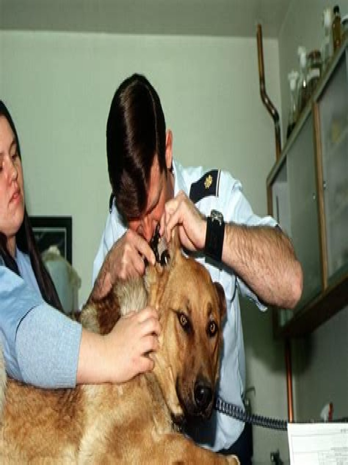 Dr. Jeff Vet Dies: A Heartfelt Tribute To A Beloved Veterinarian