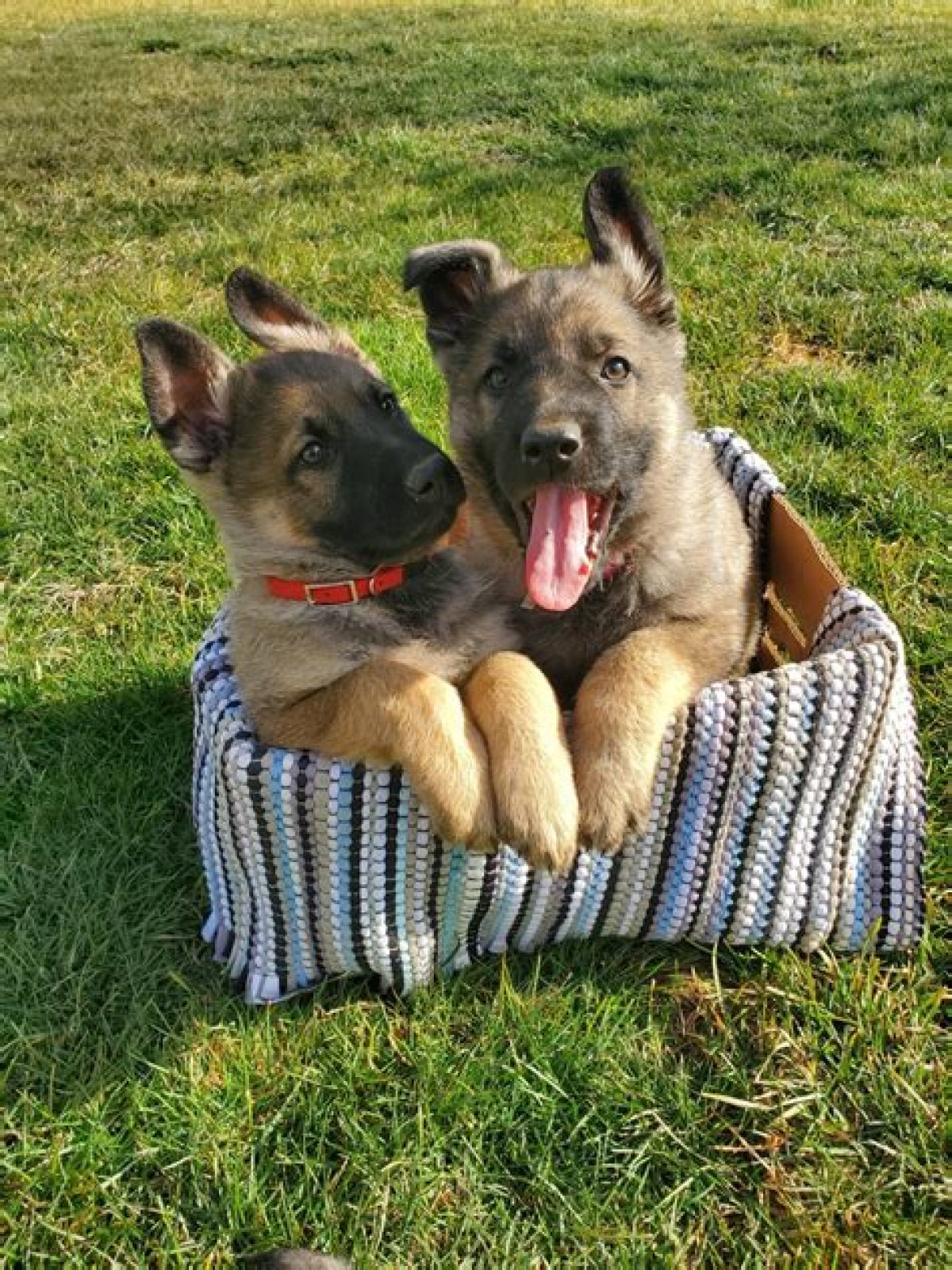 Finding The Perfect German Shepherd: GSD For Sale In VA